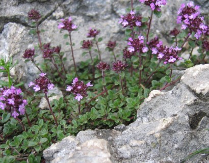 Thymus praecox ‘Coccineus’ - kruiptijm
