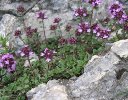 Thymus praecox ‘Coccineus’ - kruiptijm