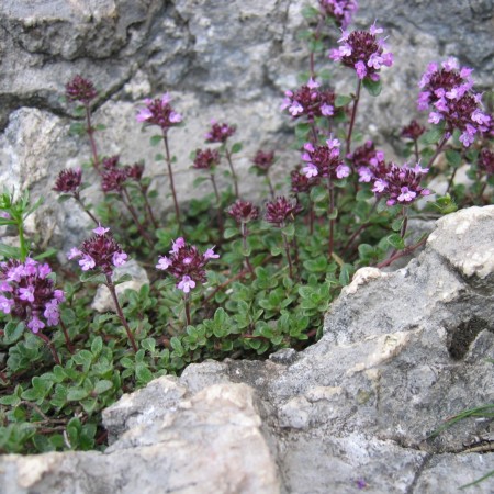 Thymus praecox ‘Coccineus’ - kruiptijm