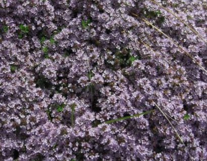 Thymus praecox ‘Purple Beauty’ - kruiptijm