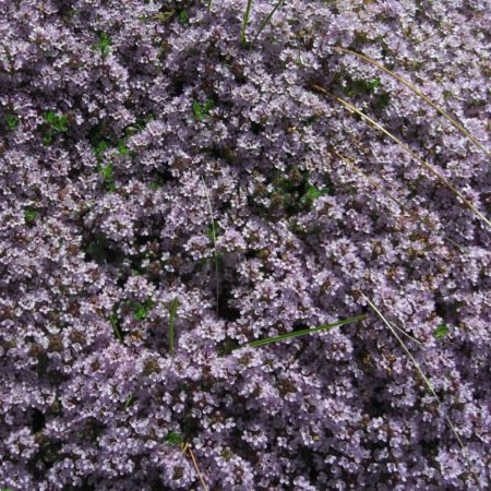 Thymus praecox ‘Purple Beauty’ - kruiptijm