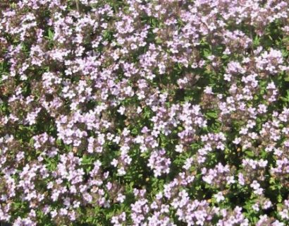 Thymus vulgaris ‘Compactum’ - compacte tijm