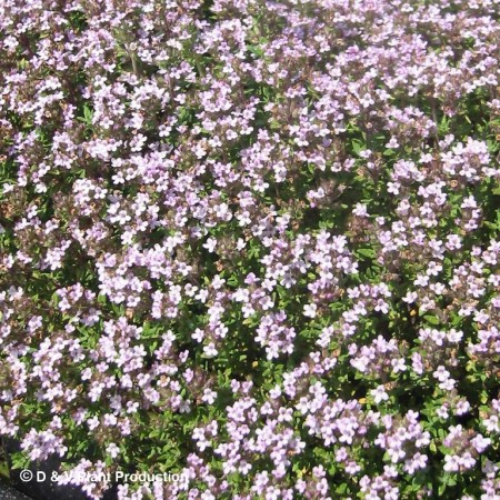 Thymus vulgaris ‘Compactum’ - compacte tijm