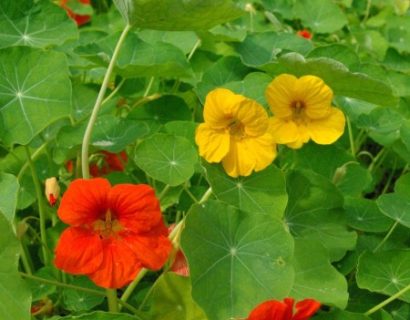 Tropaeolum majus - Oostindische kers