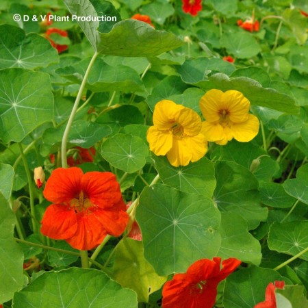 Tropaeolum majus - Oostindische kers