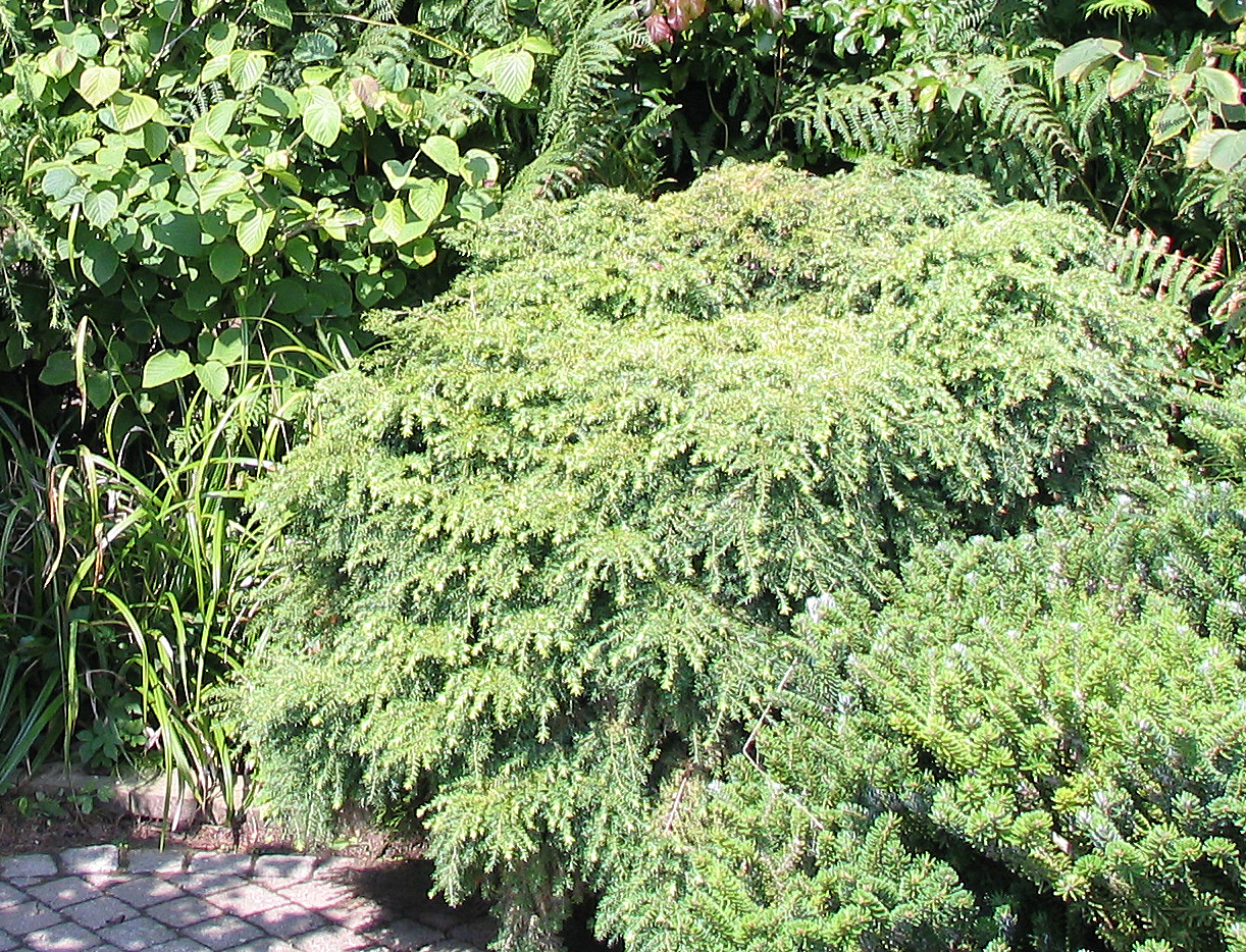 Tsuga canadensis ‘Yeddeloh’ - hemlockspar