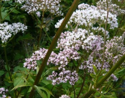 Valeriana officinalis - valeriaan