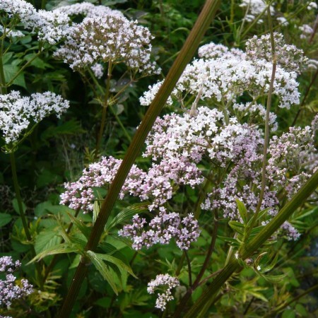 Valeriana officinalis - valeriaan