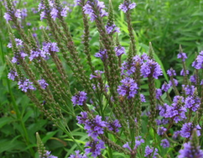 Verbena hastata - ijzerhard