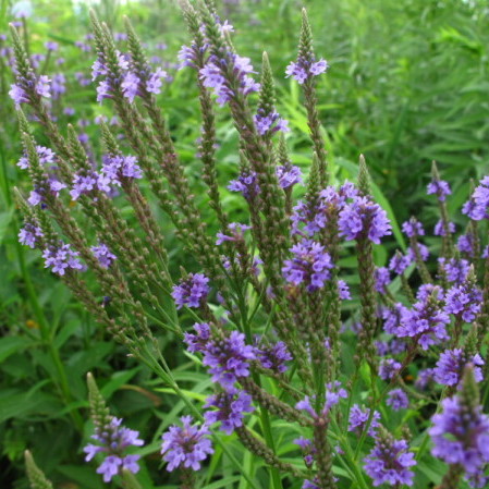 Verbena hastata - ijzerhard