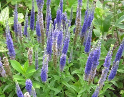 Veronica spicata - Ereprijs