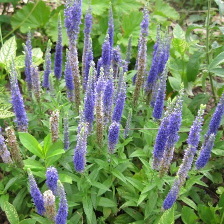 Veronica spicata - Ereprijs