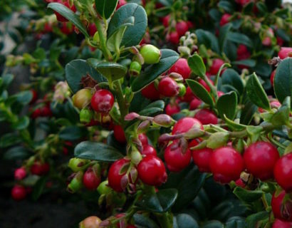 Vaccinium vitis-idaea ‘Fireballs’ - rode vossebes