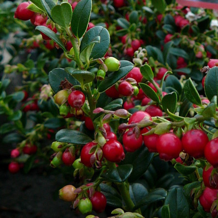 Vaccinium vitis-idaea ‘Fireballs’ - rode vossebes