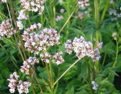 Valeriana officinalis - valeriaan