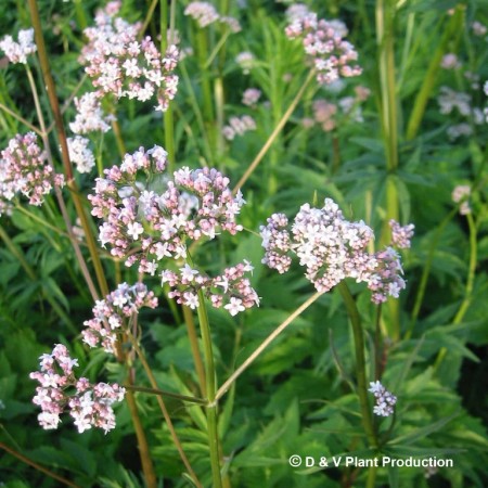 Valeriana officinalis - valeriaan