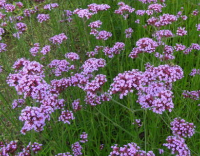 Verbena bonariensis - ijzerhard