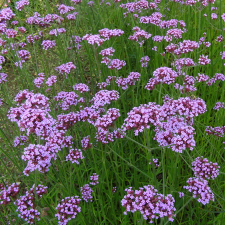 Verbena bonariensis - ijzerhard