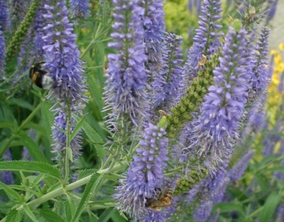 Veronica longifolia ‘Blauriesin’ - ereprijs