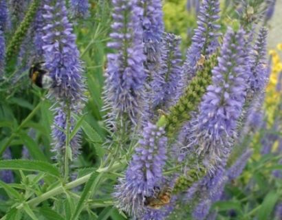 Veronica longifolia ‘Blauriesin’ - ereprijs