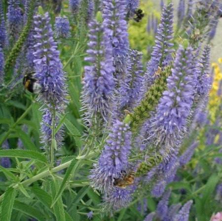 Veronica longifolia ‘Blauriesin’ - ereprijs