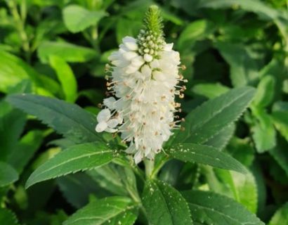 Veronica spicata ‘Alba’ - Ereprijs