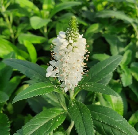 Veronica spicata ‘Alba’ - Ereprijs