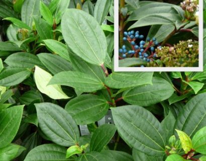 Viburnum davidii - sneeuwbal