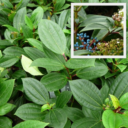 Viburnum davidii - sneeuwbal