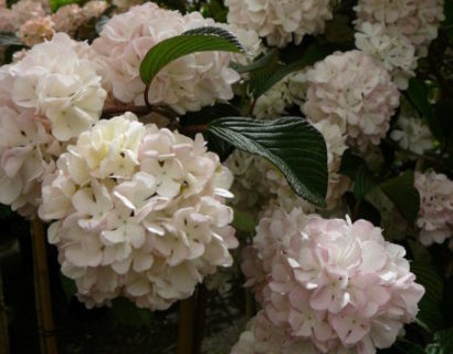 Viburnum plicatum ‘Pink Sensation’ op stam - sneeuwbal