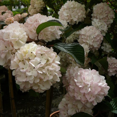 Viburnum plicatum ‘Pink Sensation’ op stam - sneeuwbal