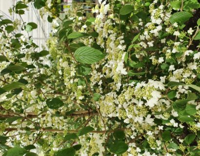 Viburnum plicatum ‘Kilimandjaro’ - Japanse sneeuwbal