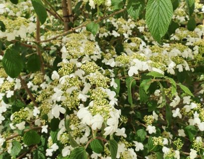 Viburnum plicatum ‘Kilimandjaro’ - Japanse sneeuwbal