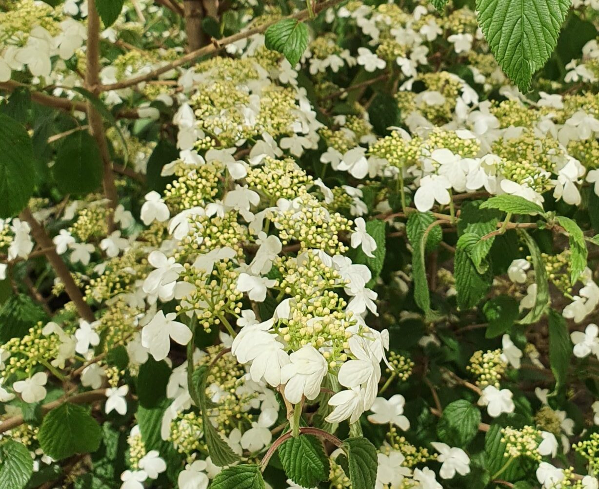 Viburnum plicatum ‘Kilimandjaro’ - Japanse sneeuwbal