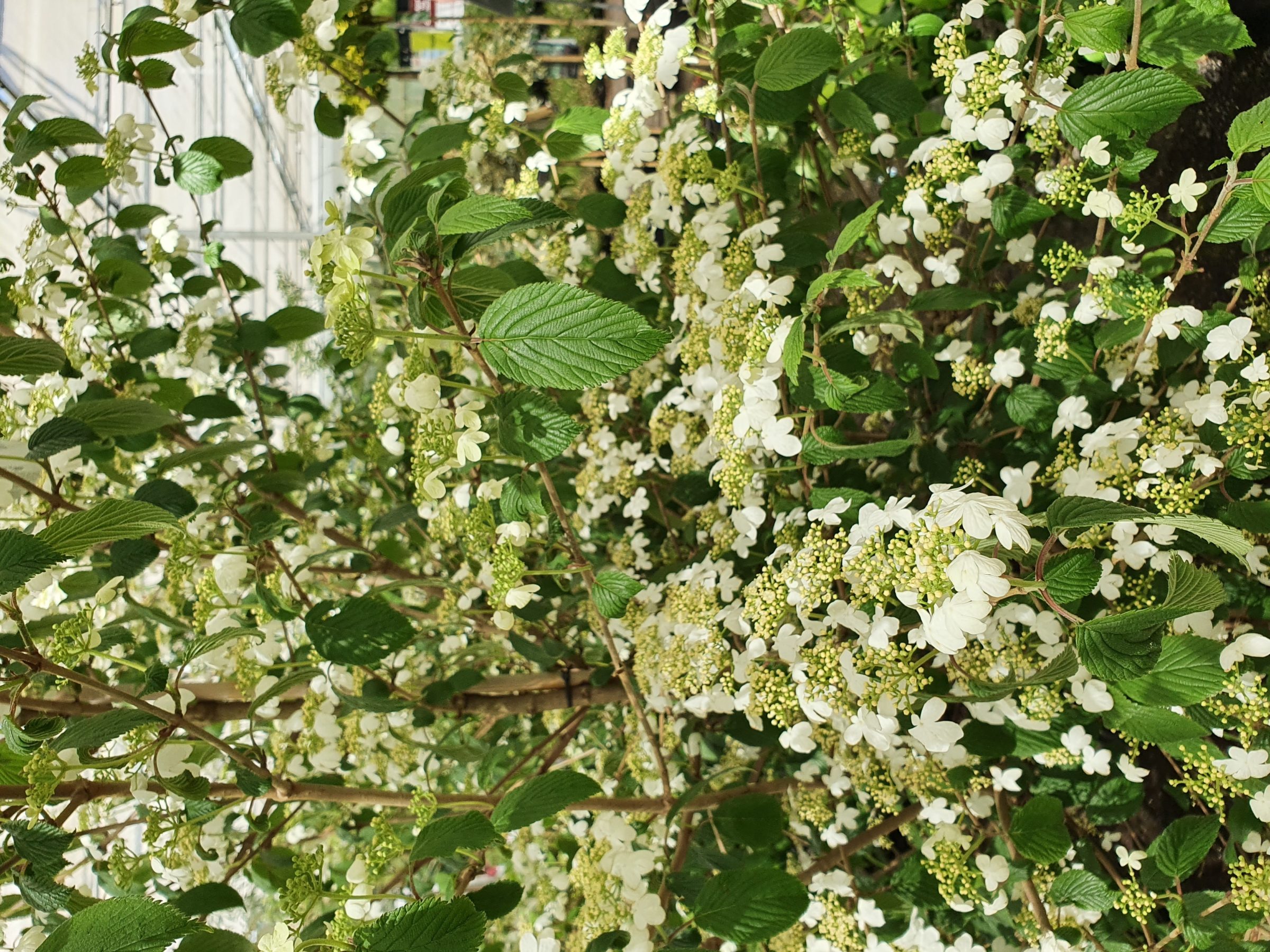 Viburnum plicatum ‘Kilimandjaro’ - Japanse sneeuwbal