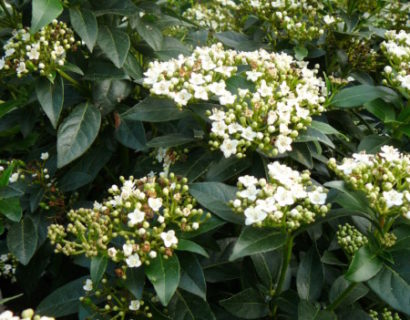 Viburnum tinus pot 2 liter 30/40 cm - sneeuwbal