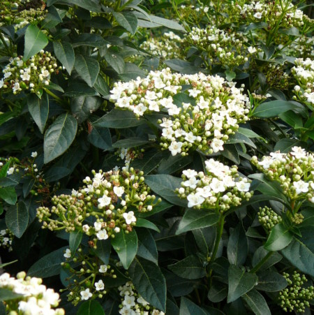 Viburnum tinus pot 2 liter 30/40 cm - sneeuwbal