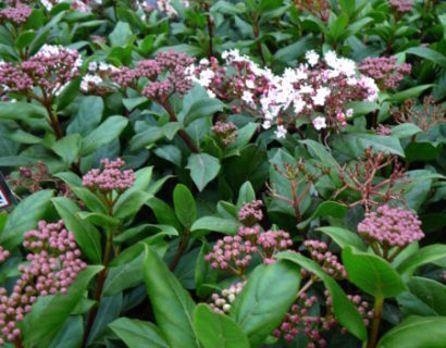 Viburnum tinus ‘Gwenllian’ - sneeuwbal