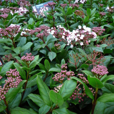 Viburnum tinus ‘Gwenllian’ - sneeuwbal