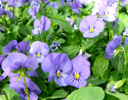 Viola cornuta ‘Velour Blue’ - viooltje