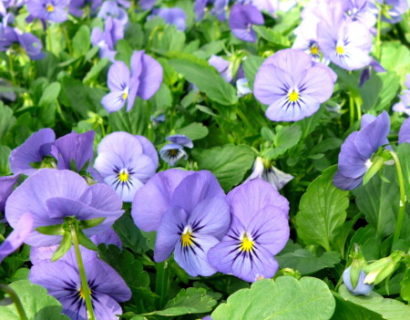 Viola cornuta ‘Velour Blue’ - viooltje