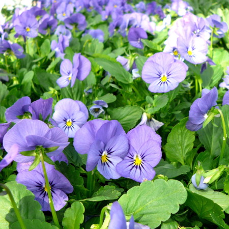 Viola cornuta ‘Velour Blue’ - viooltje