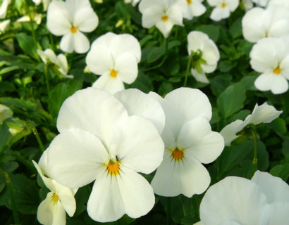 Viola cornuta ‘Velour White’ - viooltje