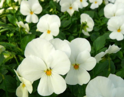 Viola cornuta ‘Velour White’ - viooltje