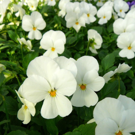 Viola cornuta ‘Velour White’ - viooltje