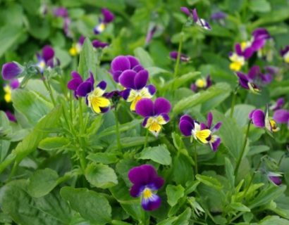 Viola tricolor - driekleurig viooltje