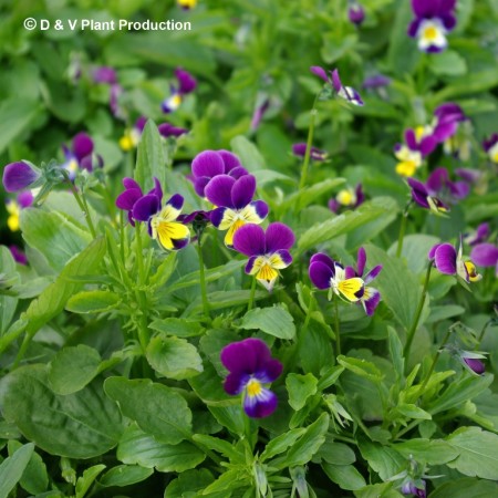 Viola tricolor - driekleurig viooltje