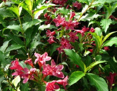 Weigela florida ‘Red Prince’ - weigela