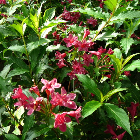 Weigela florida ‘Red Prince’ - weigela