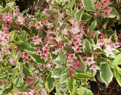 Weigela florida ‘Nana Variegata’ - weigela